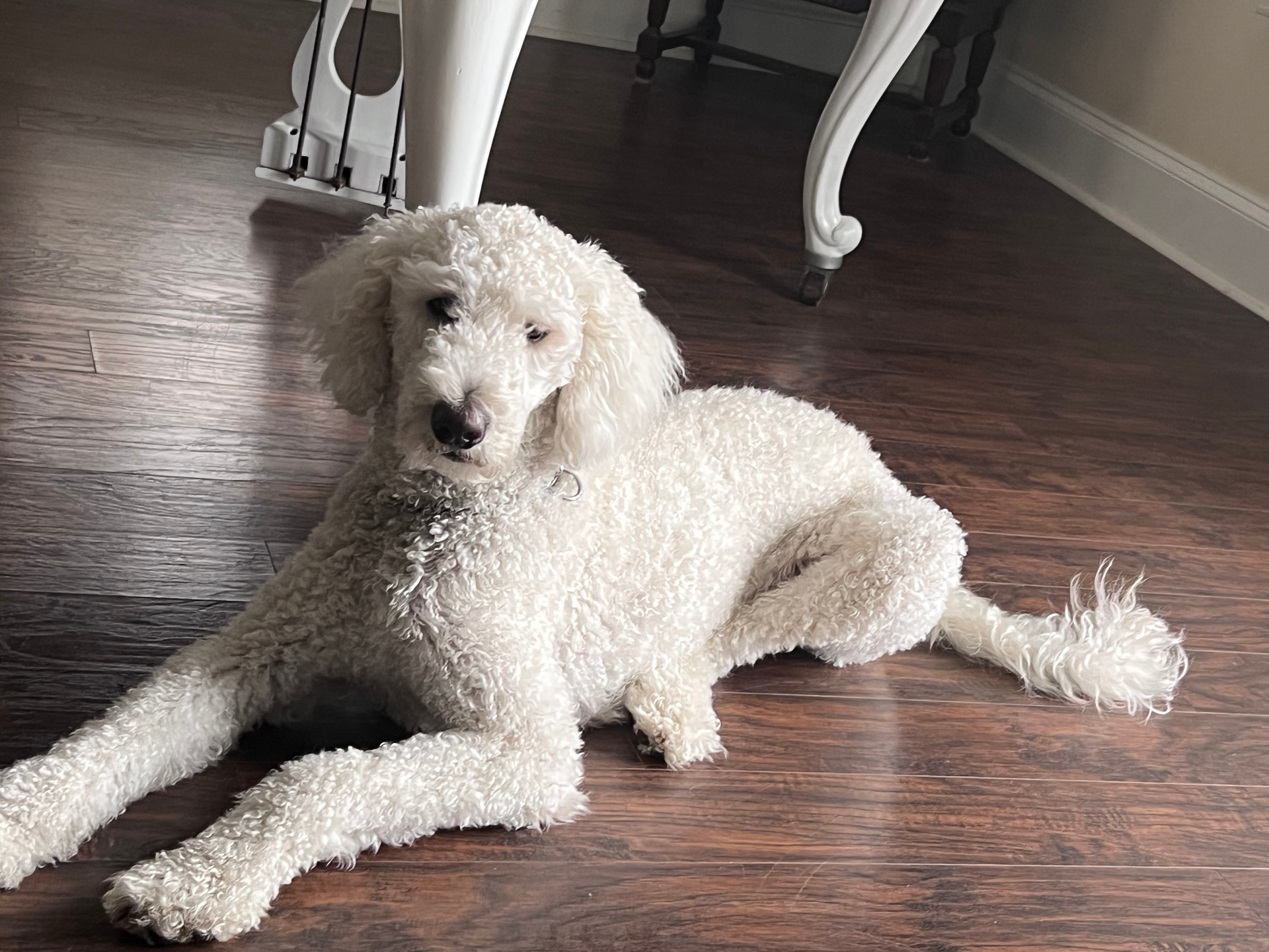 Lincoln the Goldendoodle lying on the hardwood floor